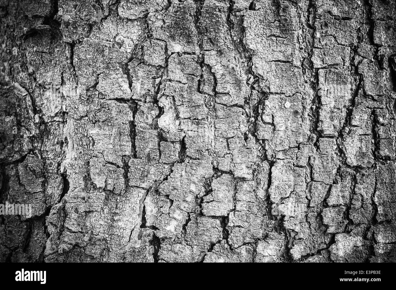 Rinde der Baum Textur im Vintage Licht Stockfoto
