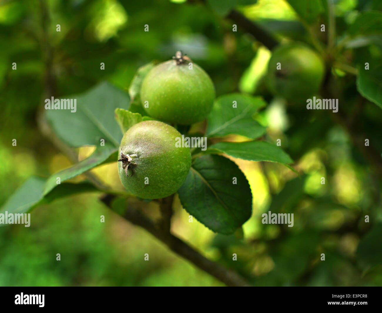 Äpfel wachsen Stockfoto