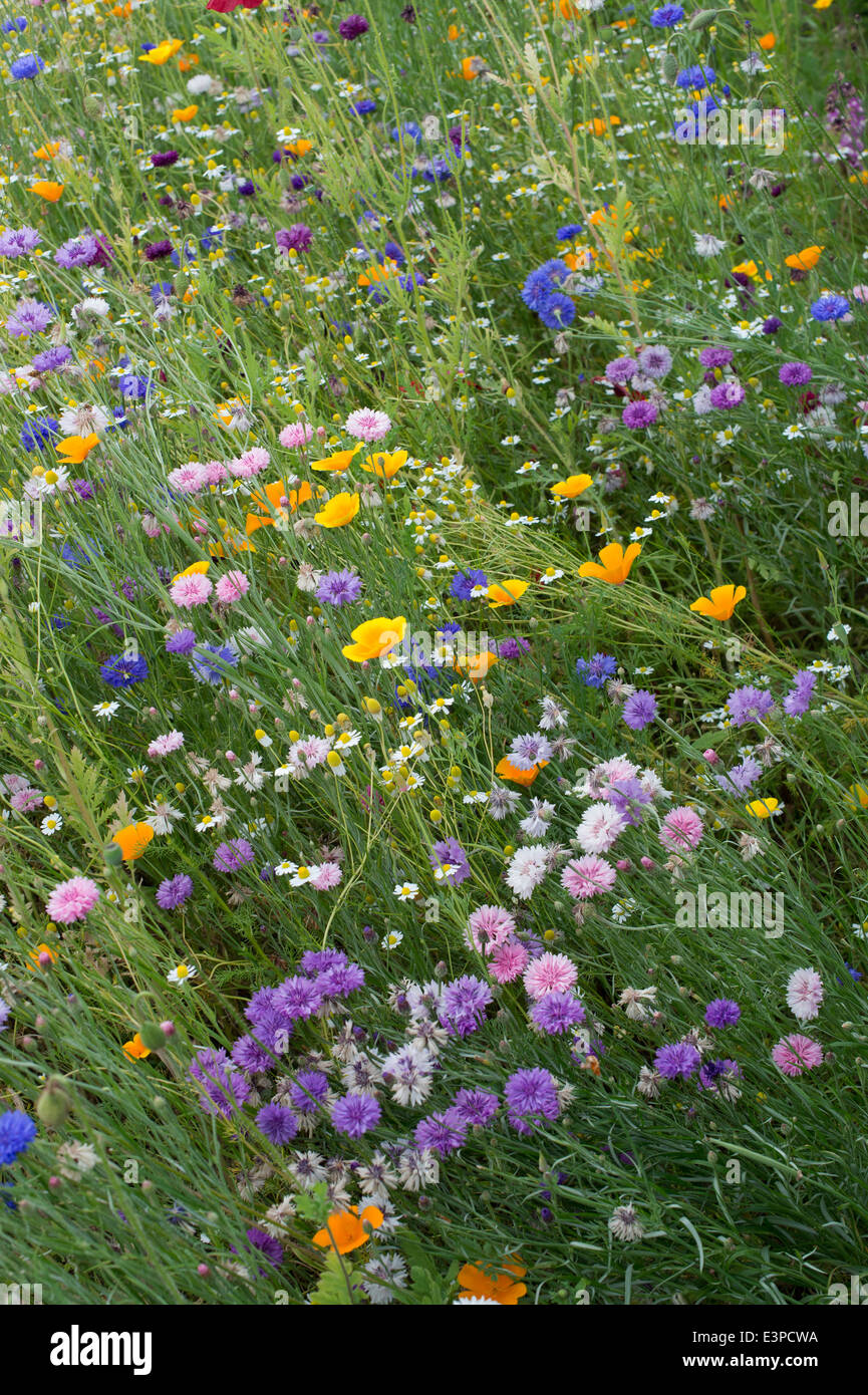 Wildblumen in der englischen Landschaft einschließlich Kornblumen und Mohn Stockfoto