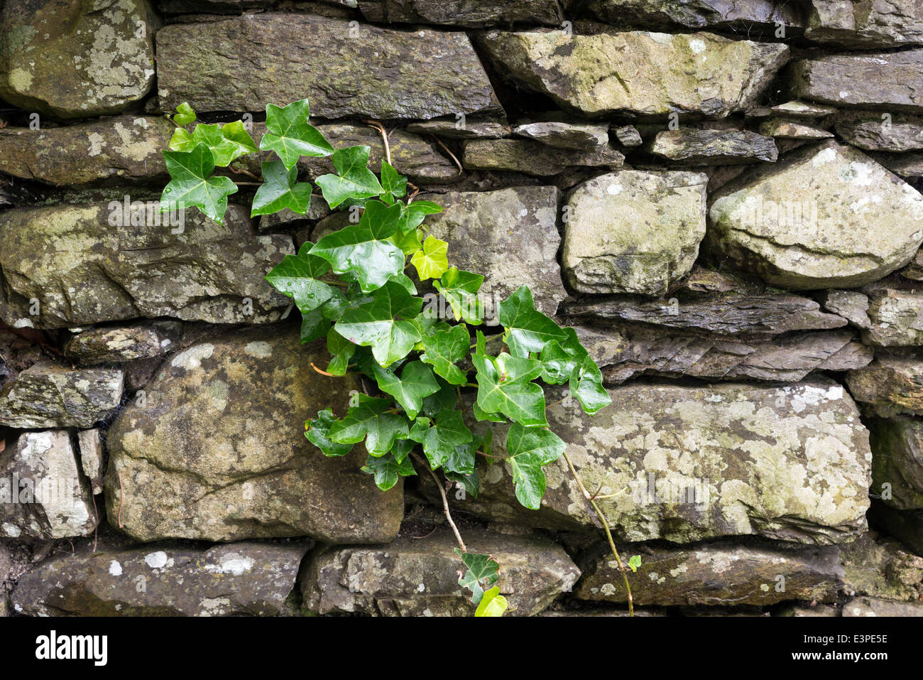 Ein Efeu Klettern der alten Stadtmauer von harten Steinen Stockfoto