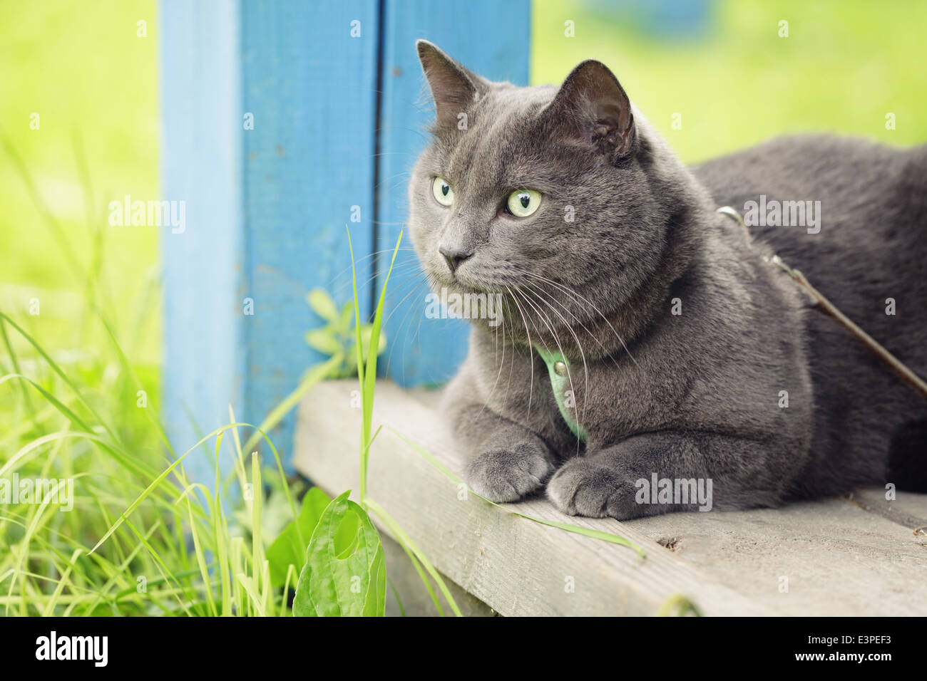 Britisch Kurzhaar Katze sitzen auf der Veranda, rustikalen Stil Stockfoto