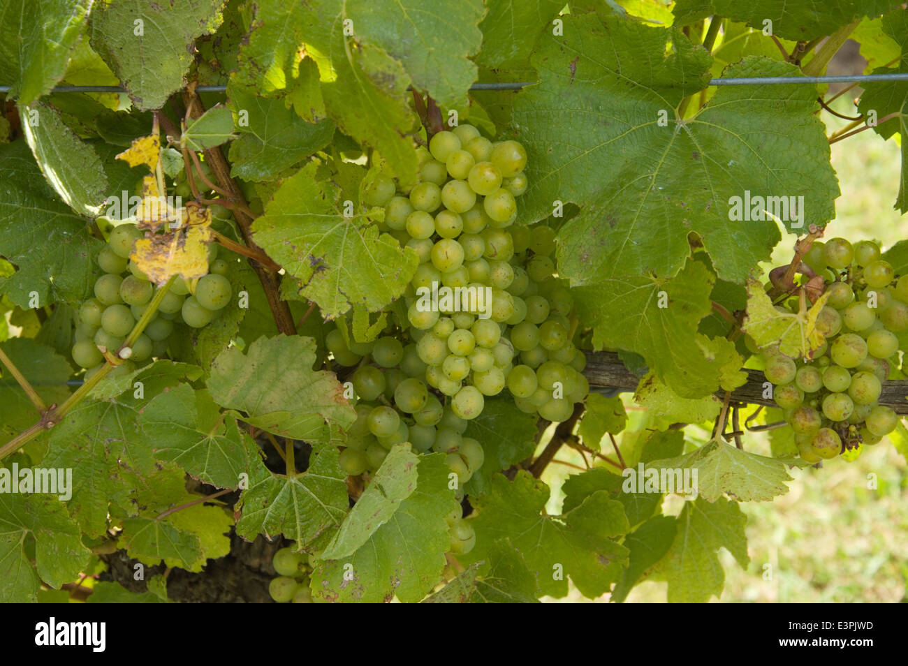 Cabernet-Sauvignon-Trauben am Rebstock Stockfoto
