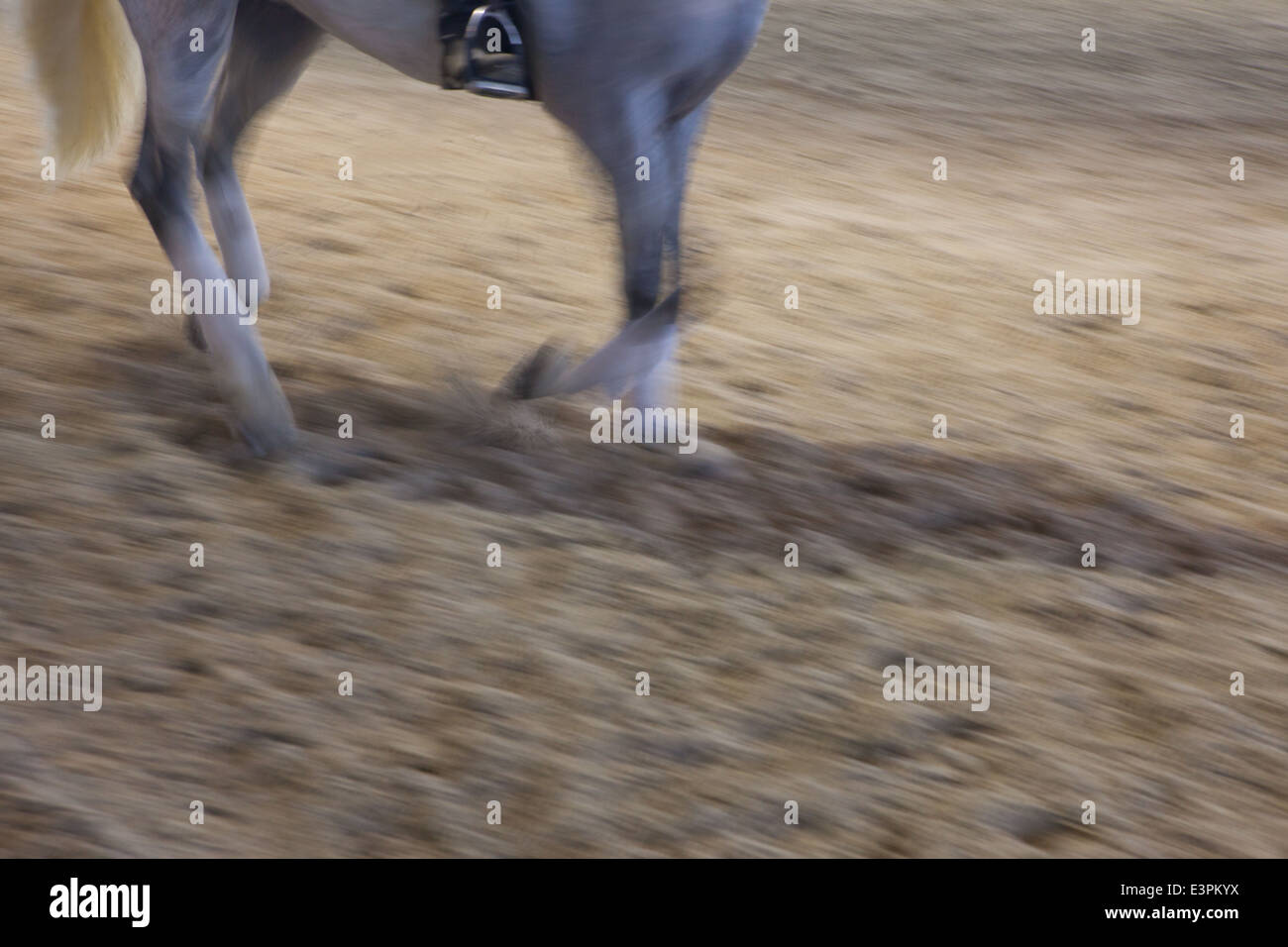 Bereich der Pferd und Jockey während eines Wettkampfes, Spanien. Bewegung erschossen Stockfoto