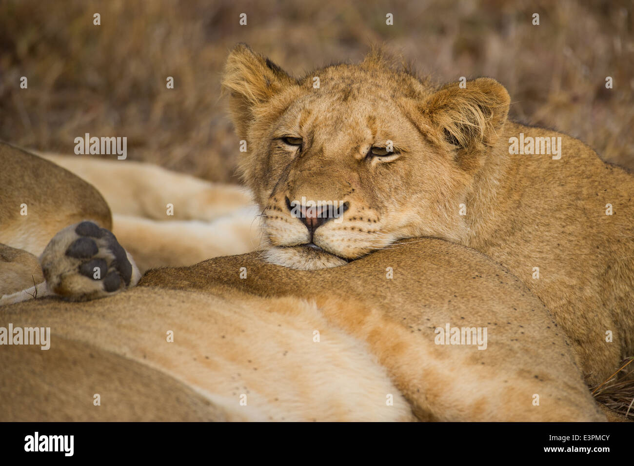 Löwenjunges schlafen (Panthero Leo), Sabi Sand Game Reserve, Südafrika Stockfoto