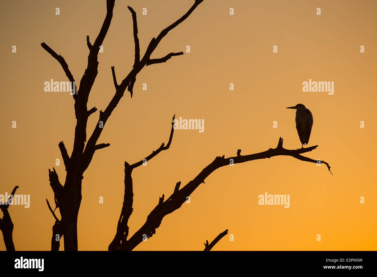 Heron in einem Baum bei Sonnenuntergang, Sabi Sand Game Reserve, Südafrika Stockfoto