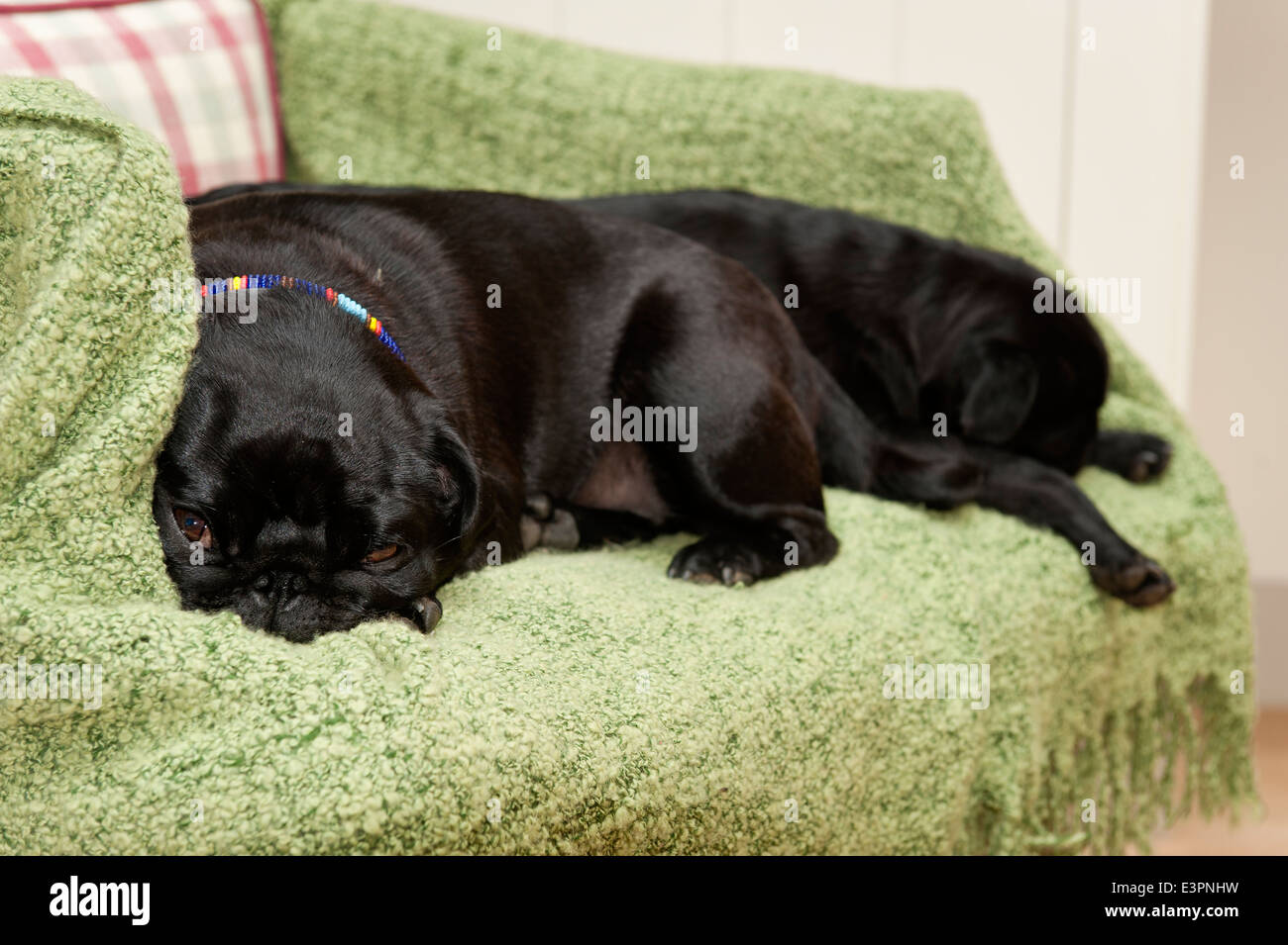Paar auf einer grünen Decke schlafen pugs Stockfoto