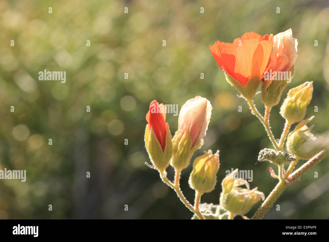 Mallow Wüstenblume in Death Valley, USA Stockfoto