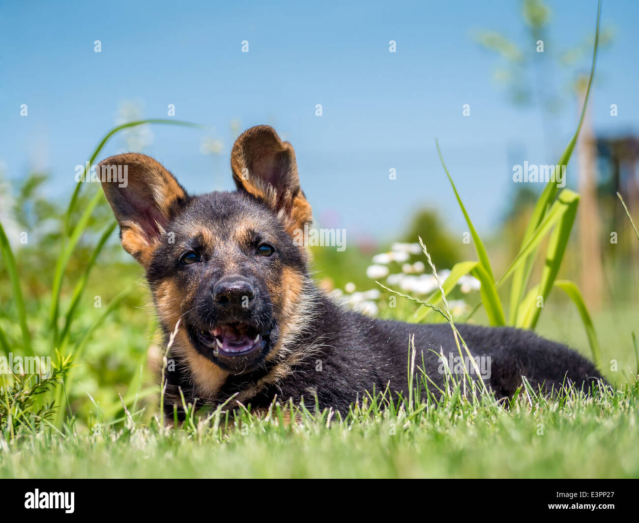 Deutscher Schäferhund Welpen posiert in der Wiese liegend Stockfoto