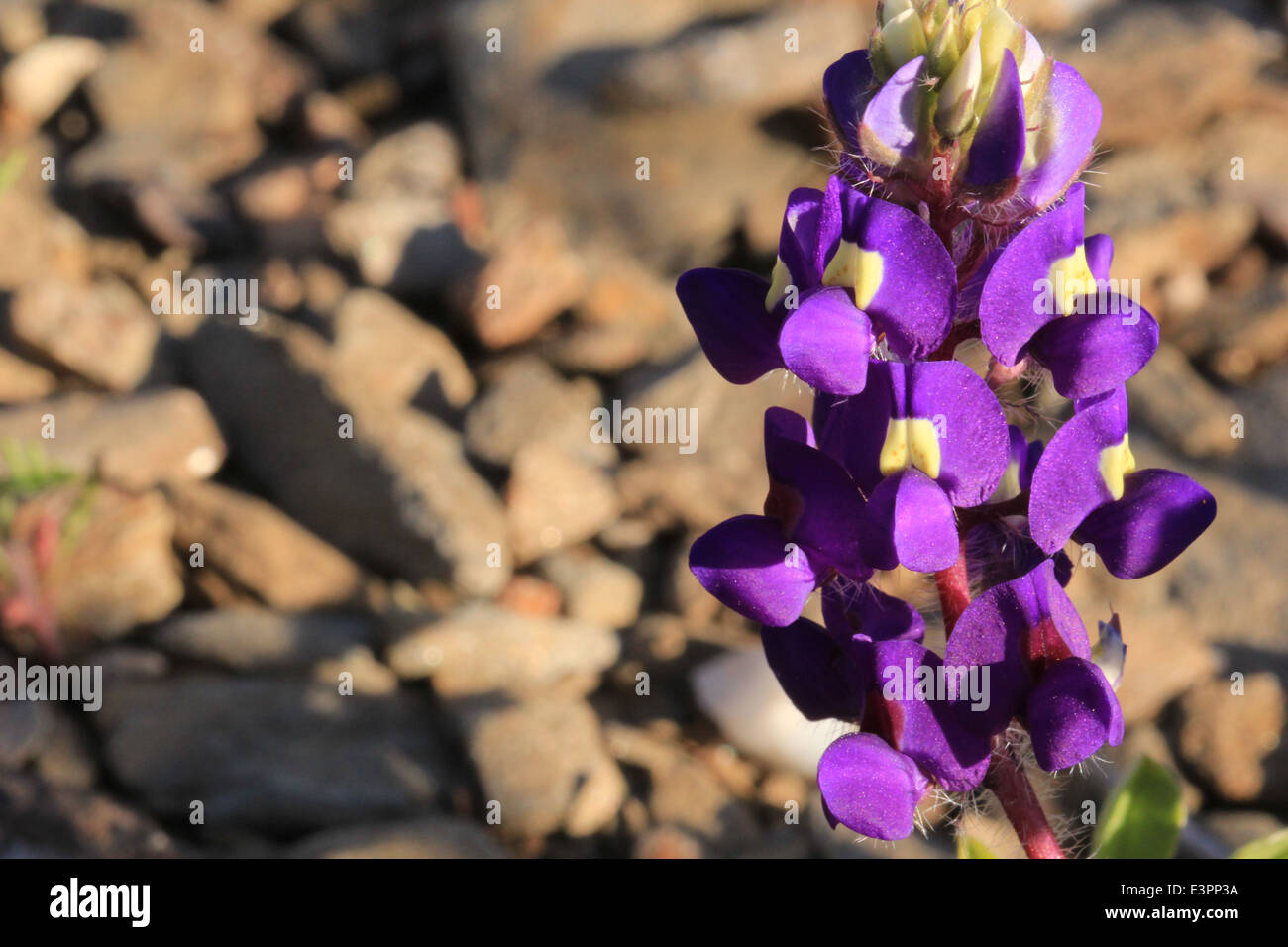 Gelbe Augen Lupine in Death Valley, USA Stockfoto