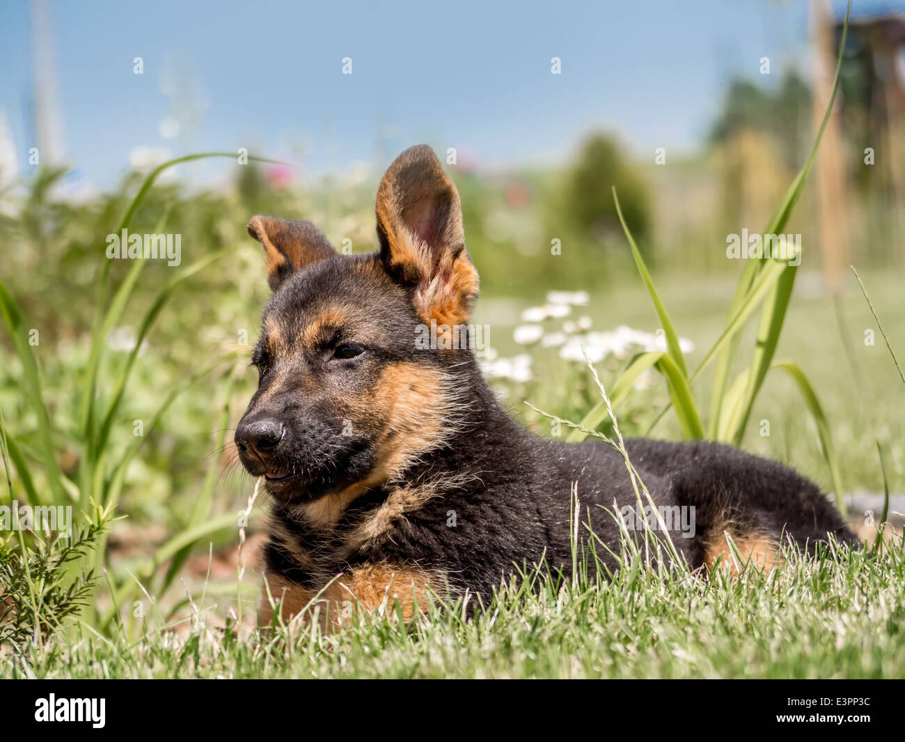 Deutscher Schäferhund-Welpen in der Wiese liegend Stockfoto