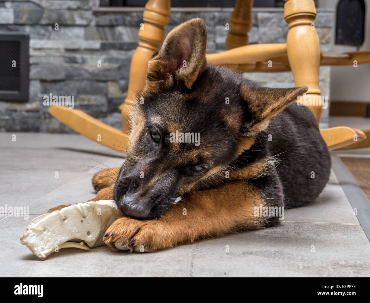 Deutscher Schäferhund-Welpen mit Haustier Spielzeug auf dem Boden spielen Stockfoto