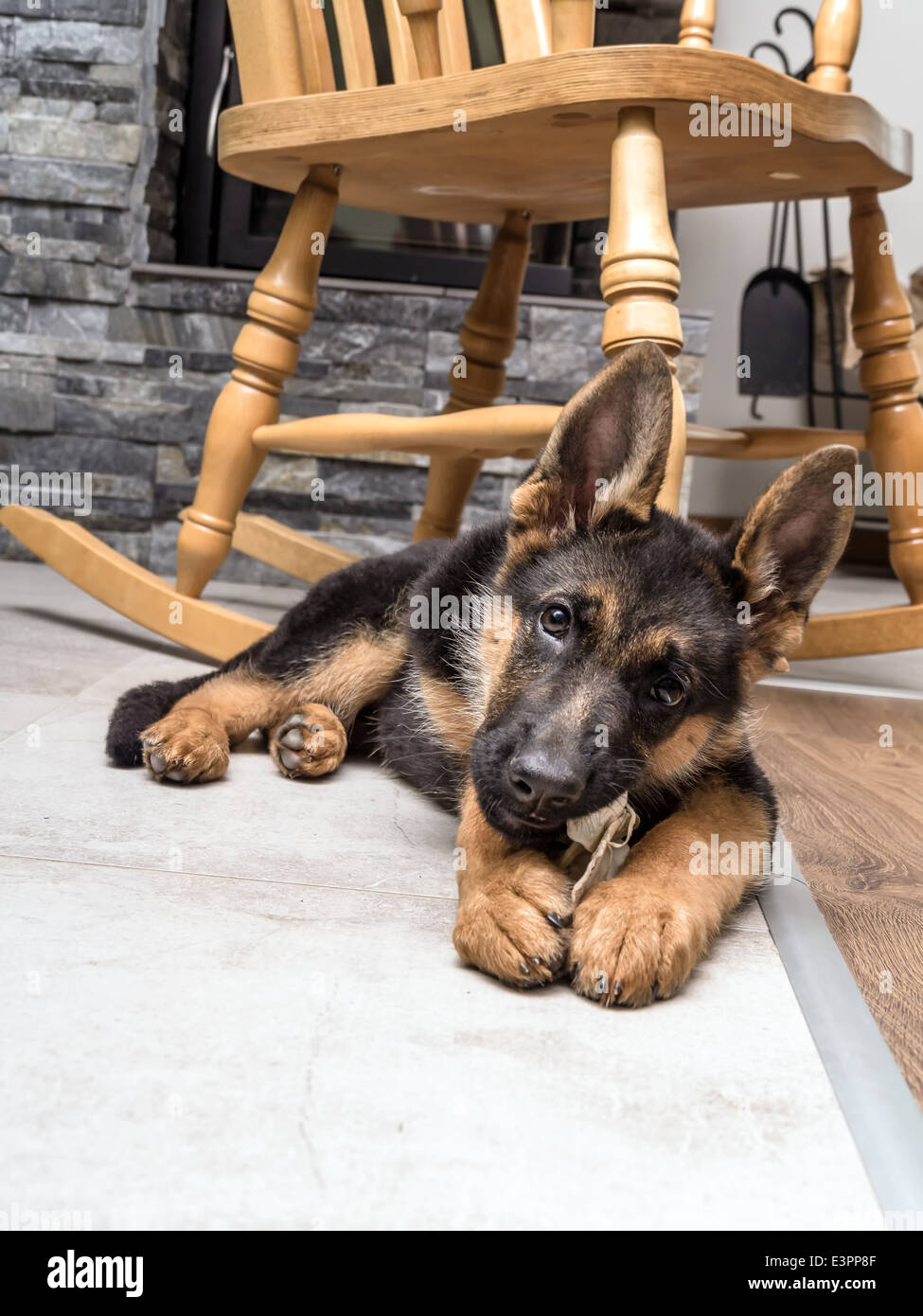 Deutscher Schäferhund-Welpen mit Haustier Spielzeug auf dem Boden spielen Stockfoto