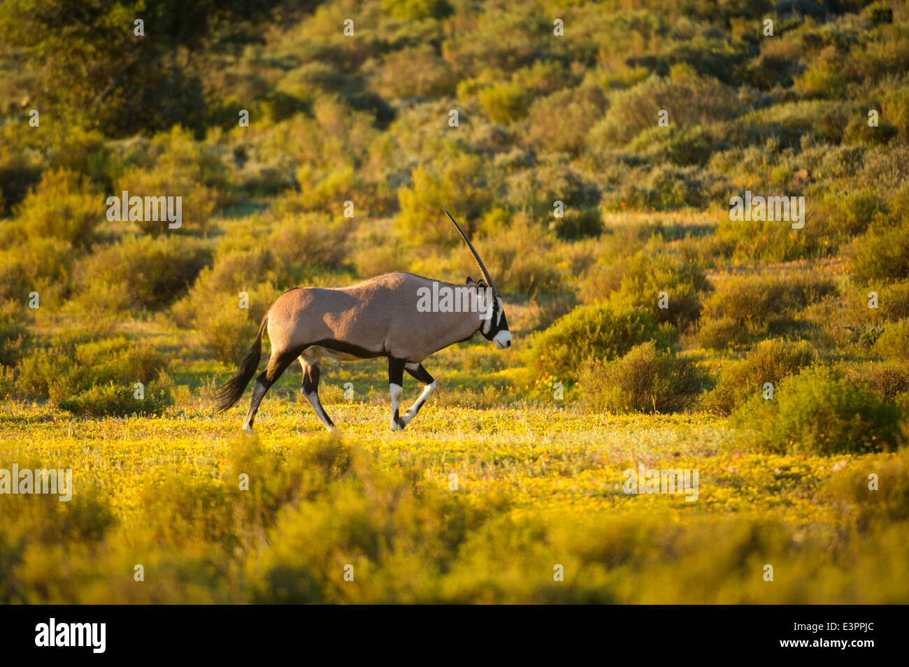 Gemsbock, Oryx Gazella, Bushmans Kloof Wilderness Reserve, Südafrika Stockfoto