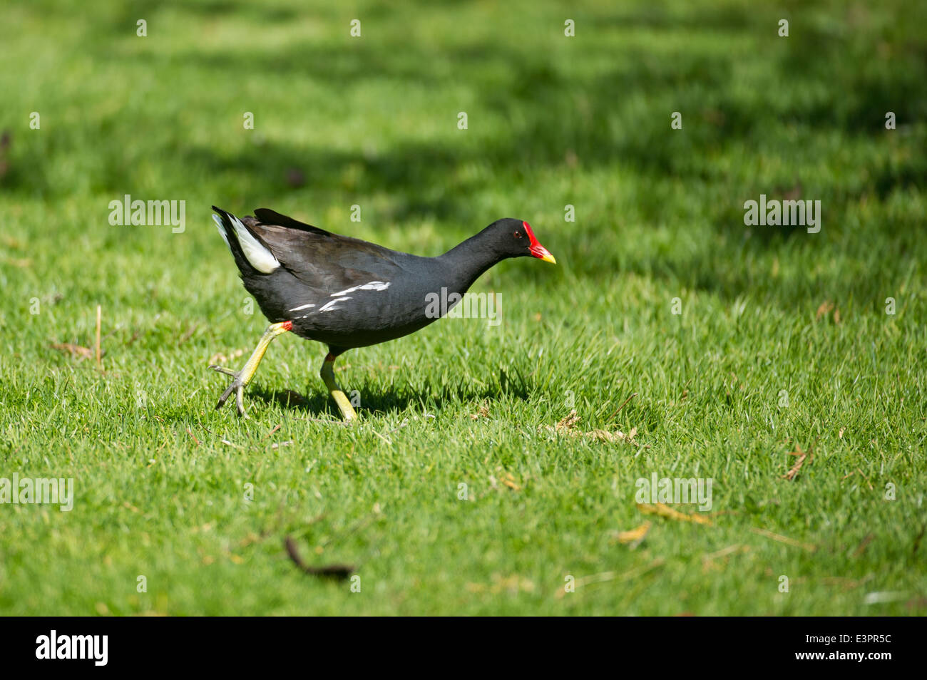 Teichhühner, Gallinula Chloropus, Bushmans Kloof Wilderness Reserve, Südafrika Stockfoto