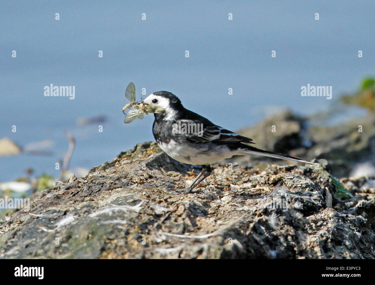 Trauerschnäpper Bachstelze sammeln fliegen Küken füttern Stockfoto