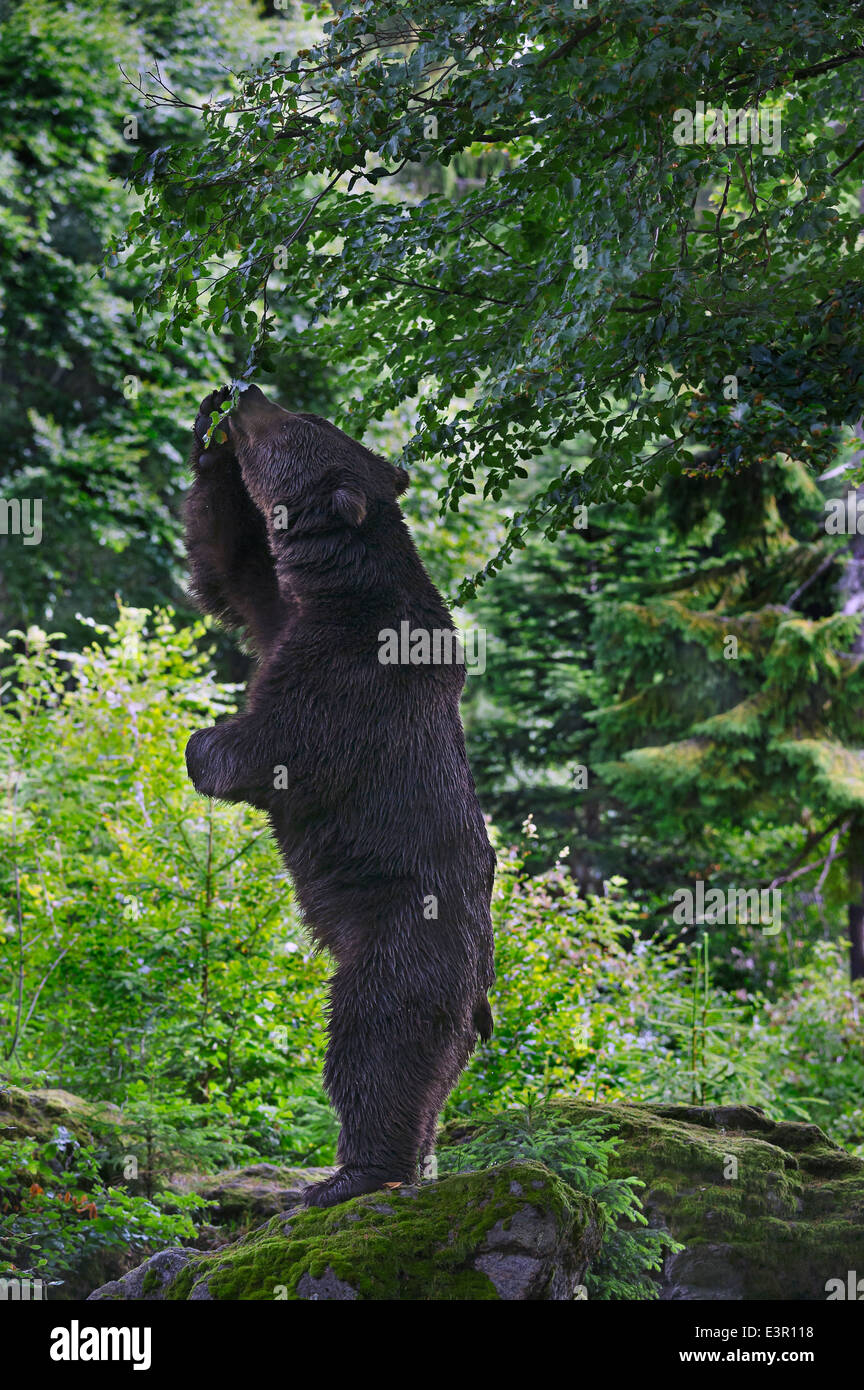 Deutschland, Bayerischer Wald, Bayerischer Wald NP, männliche Braunbären Stockfoto