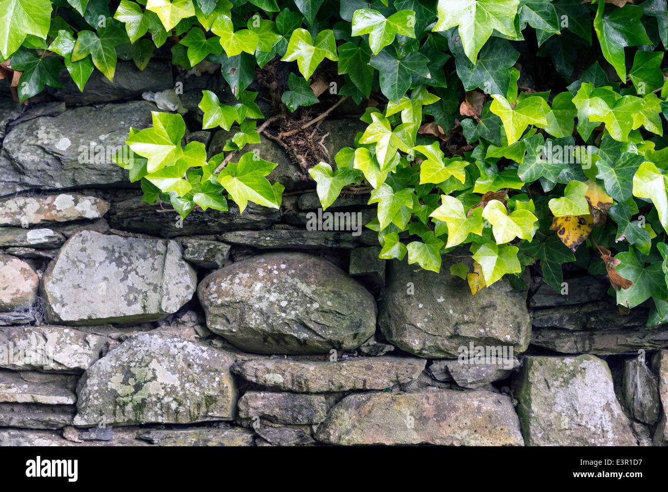 Ein Efeu Klettern der alten Stadtmauer von harten Steinen Stockfoto