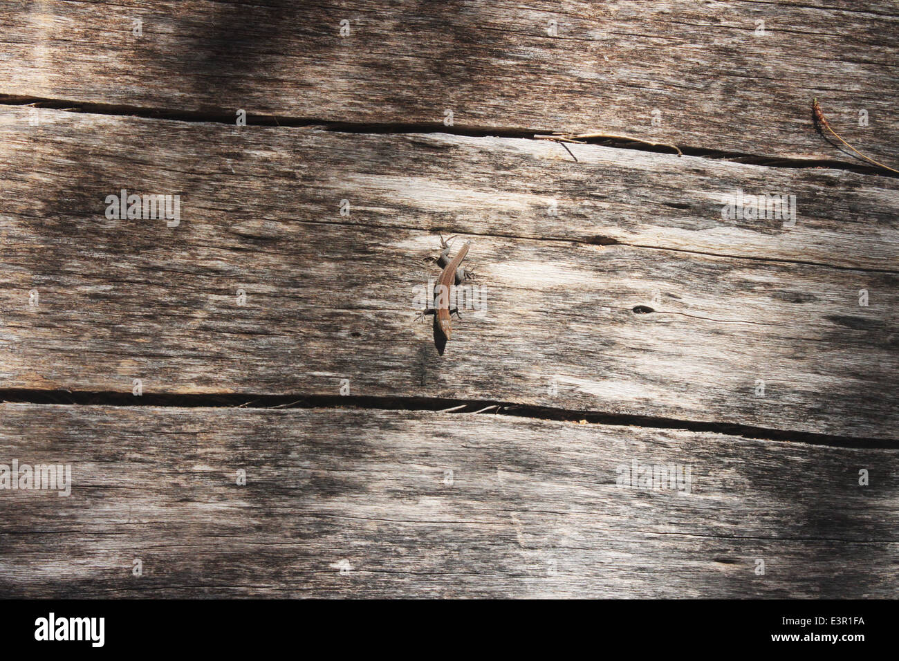 Ein Gecko sitzen auf einem Baumstamm Stockfoto