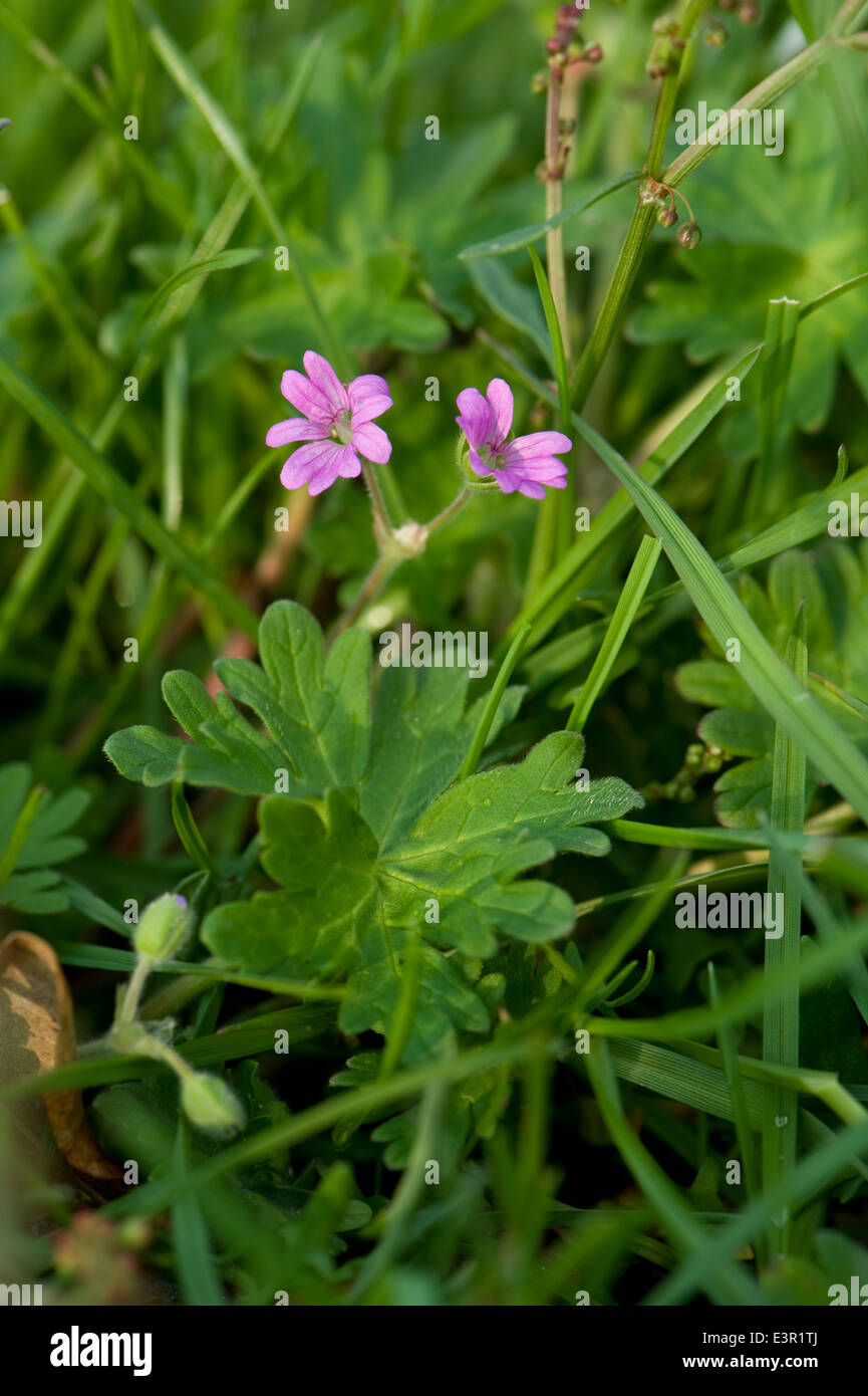 Dove-Fuß-Storchschnabel, Geranium Molle, rosa Blüten und Blätter Stockfoto