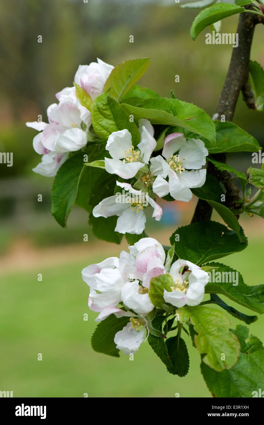 Apfelblüte und neue Blätter an einem Obstbaum im Frühjahr Stockfoto