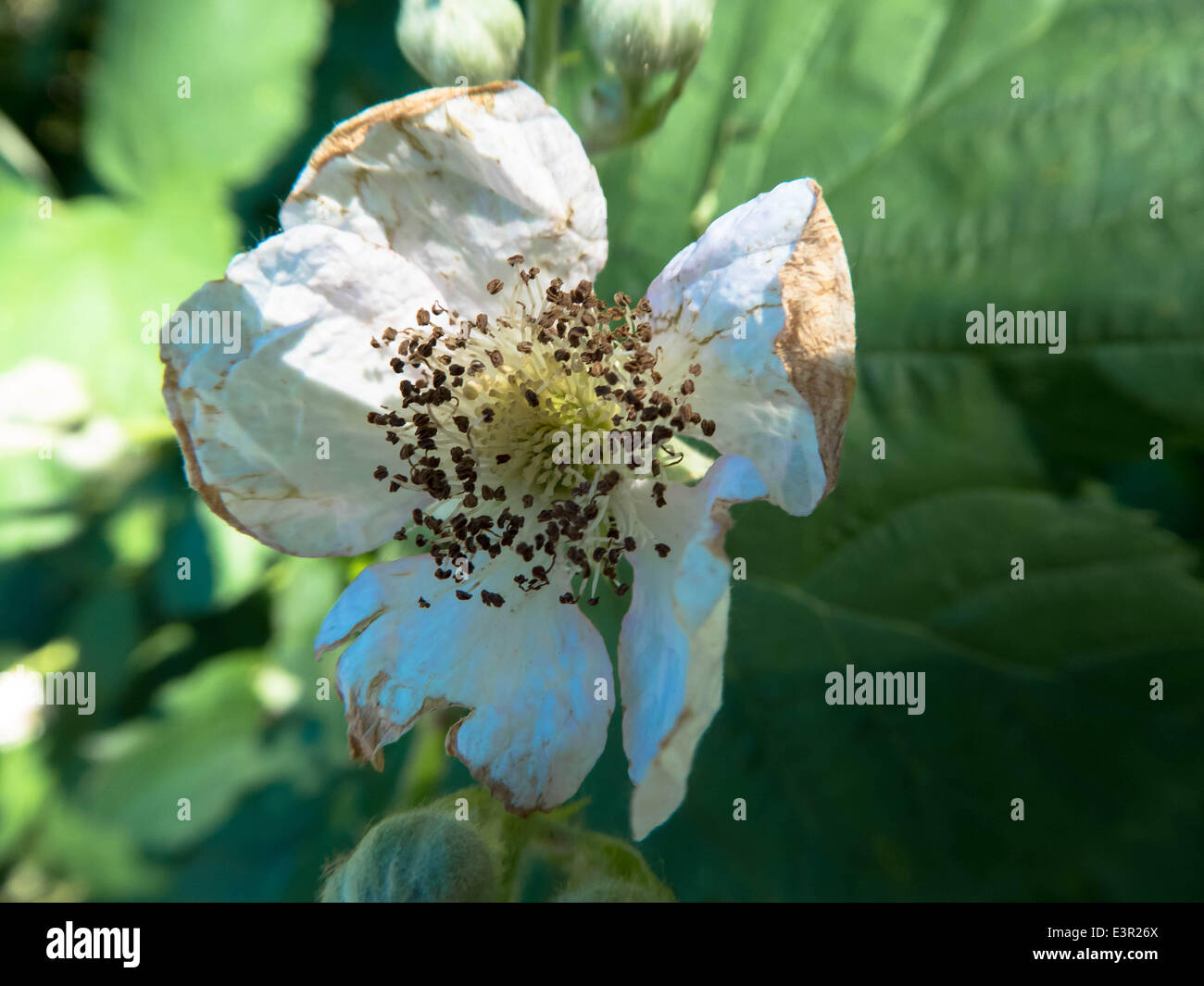verblasste Brombeere, Rubus SP. 6. Juni 2014 Stockfoto