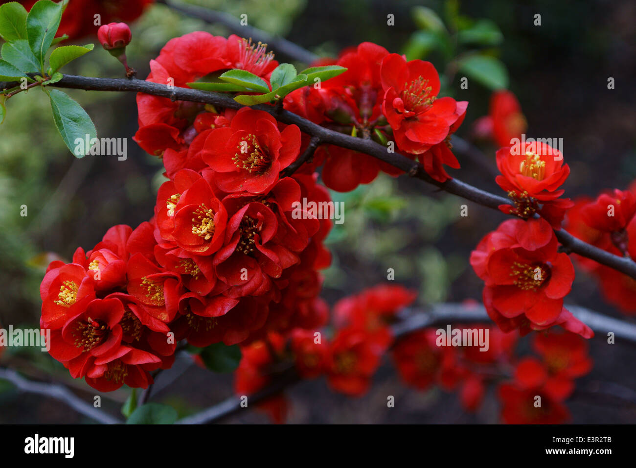 Japanische Quitte Blüte rot Chaenomeles superba Stockfoto