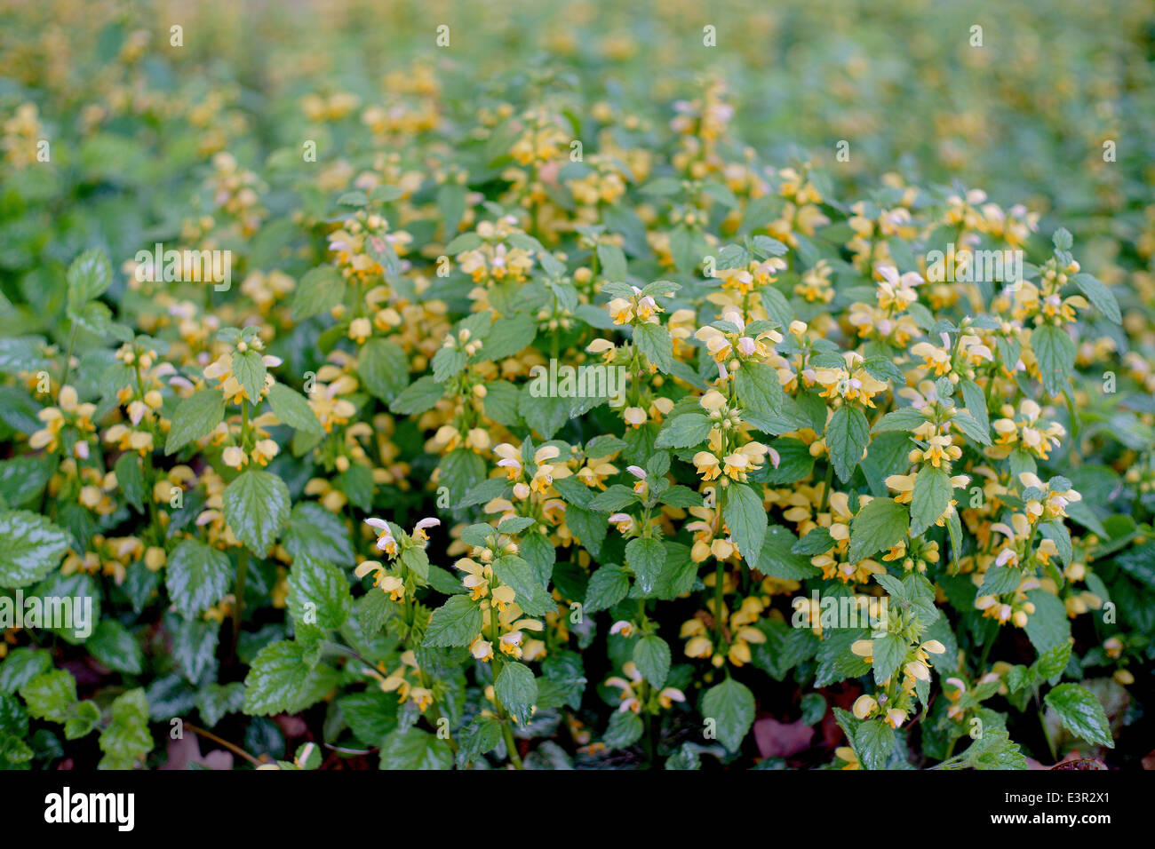 Erzengel Lamiastrum Galeobdolon blühen Gelb Stockfoto