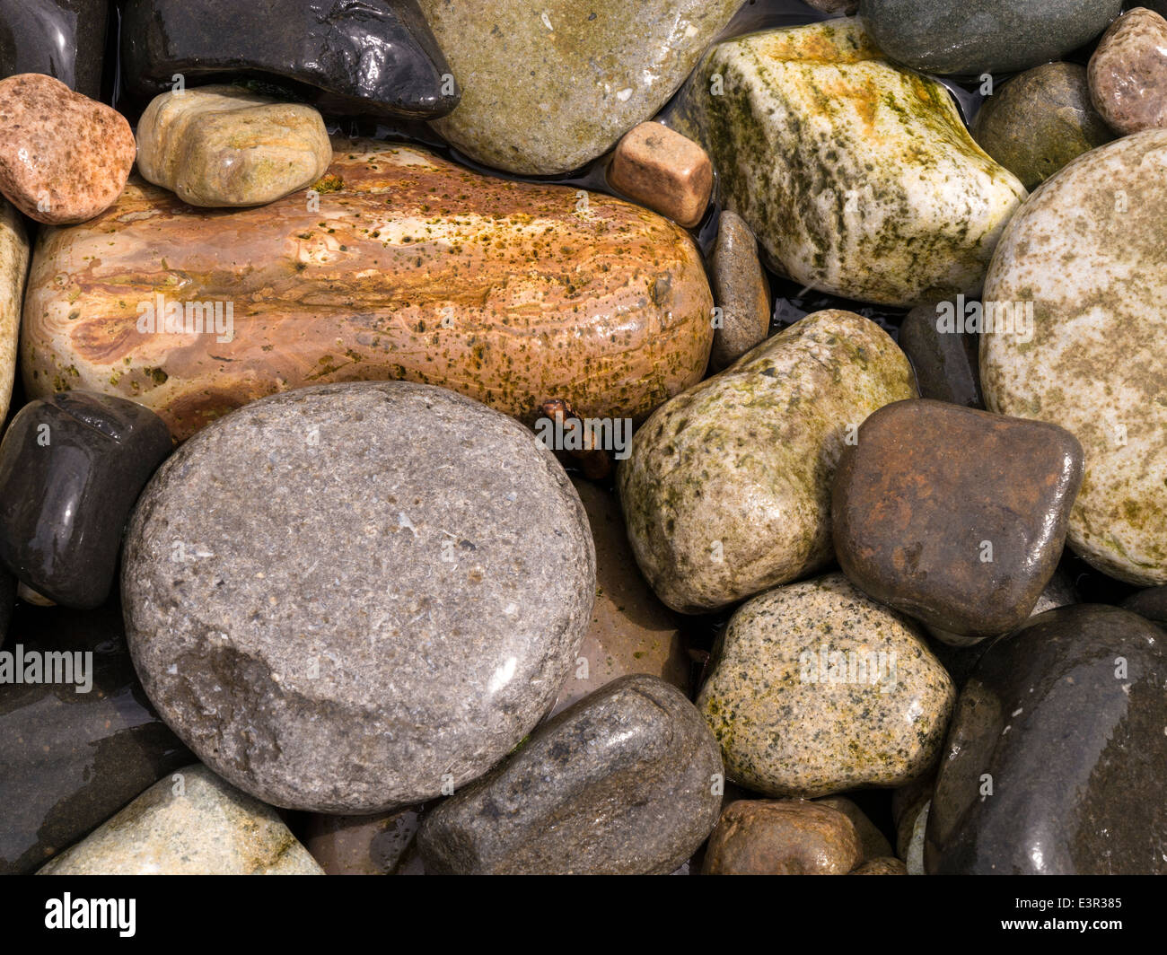 Nass, glänzend, bunte, Runde Strand Kieselsteine, Schottland, UK Stockfoto