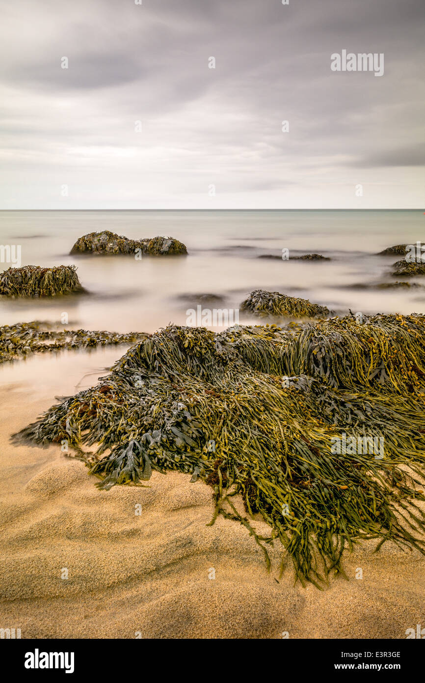 Algen und Felsen auf Porthmeor Strand bei Ebbe Stockfoto