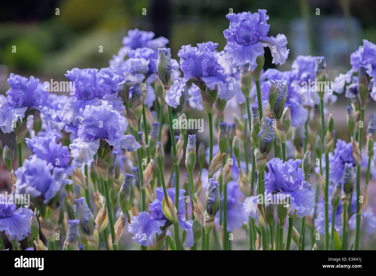 Blassen lila violett blau Iris Blumen hautnah Stockfoto