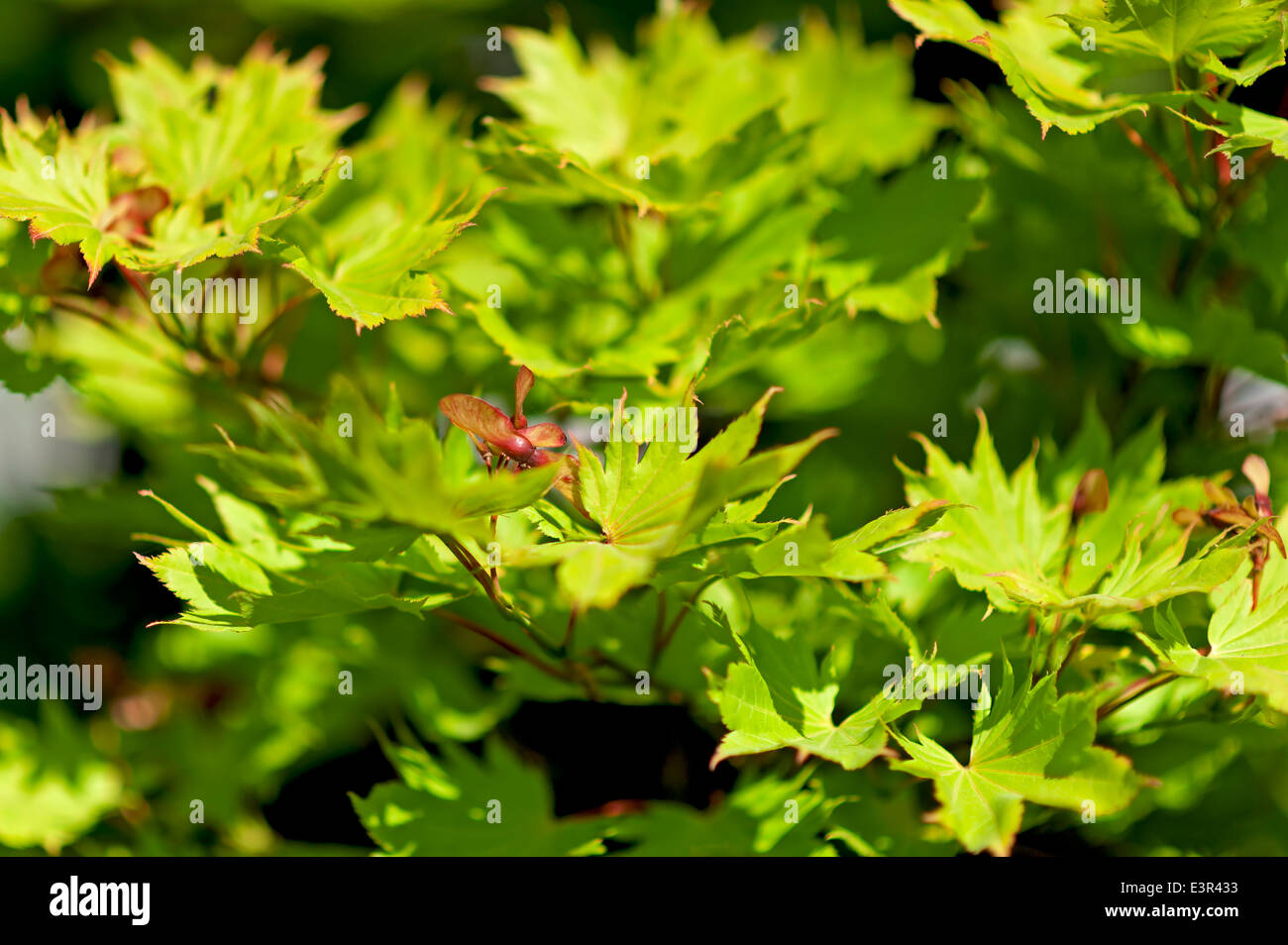 Aureum Bonsai, Laubbäume, Acer japonicum Herbst Herbst Farben Ahorn natur Baum Indian Summer Stockfoto