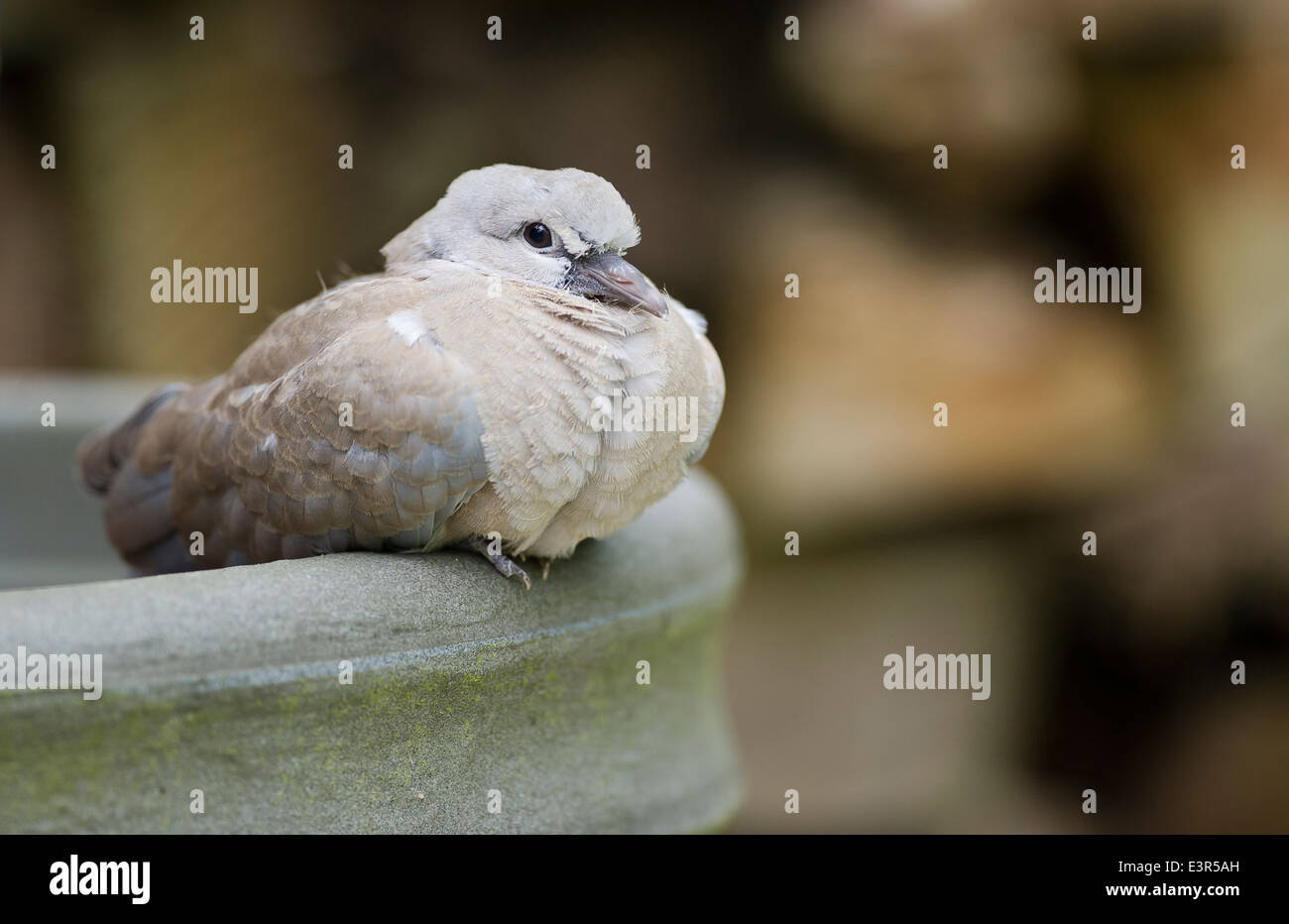 Juvenile Collared Dove (Streptopelia Decaocto) Stockfoto