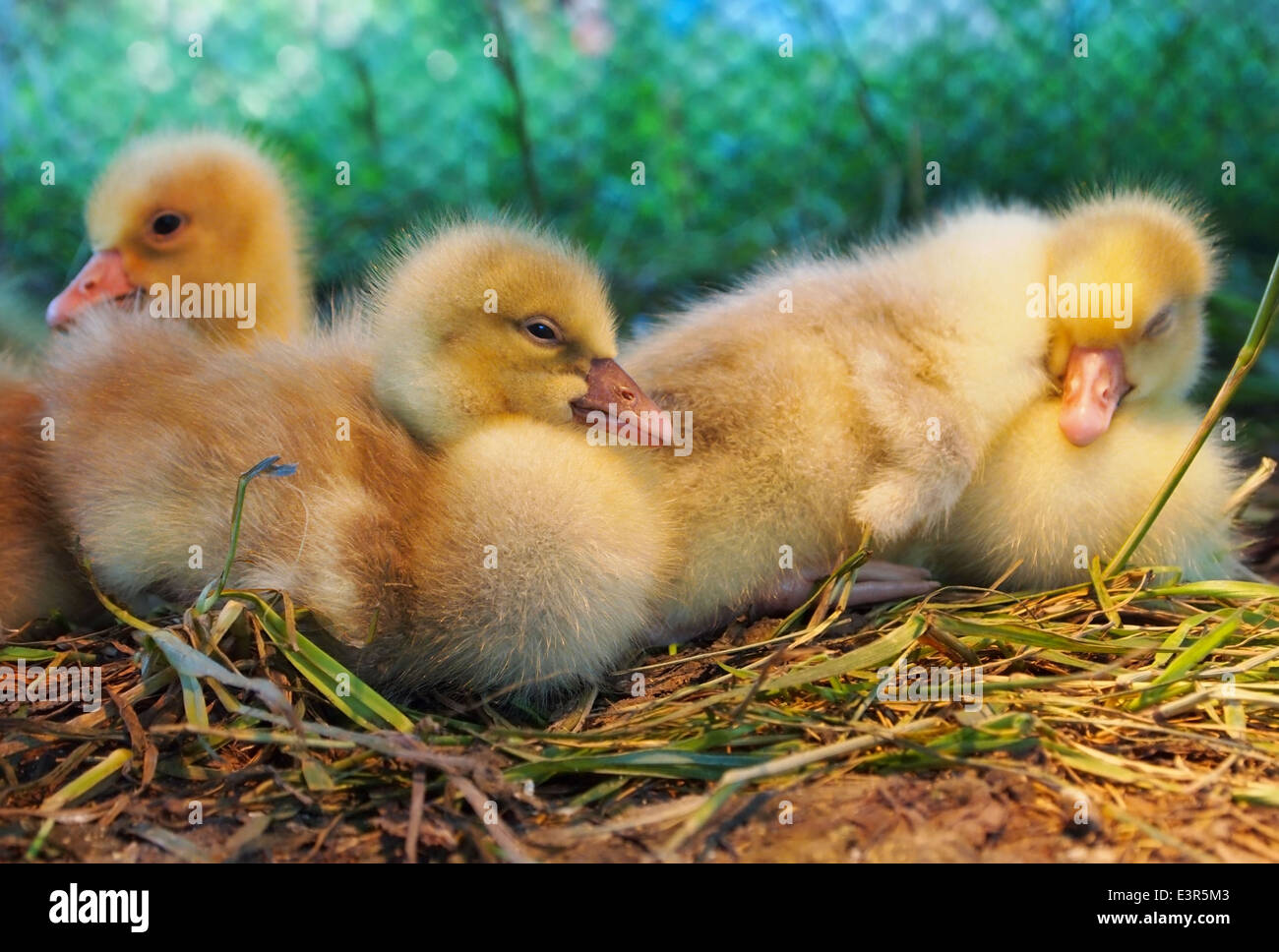 Eine kleine Gruppe von fuzzy niedlichen gelben Enten inmitten zusammen einige Gräser und Stroh. Stockfoto
