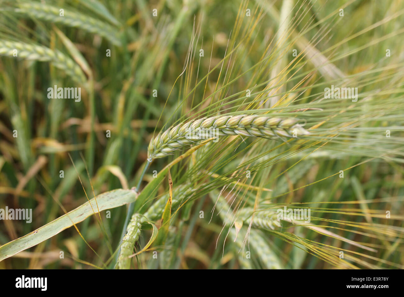 schwere goldene Weizen Reifen im Feld unter der Sommersonne Stockfoto