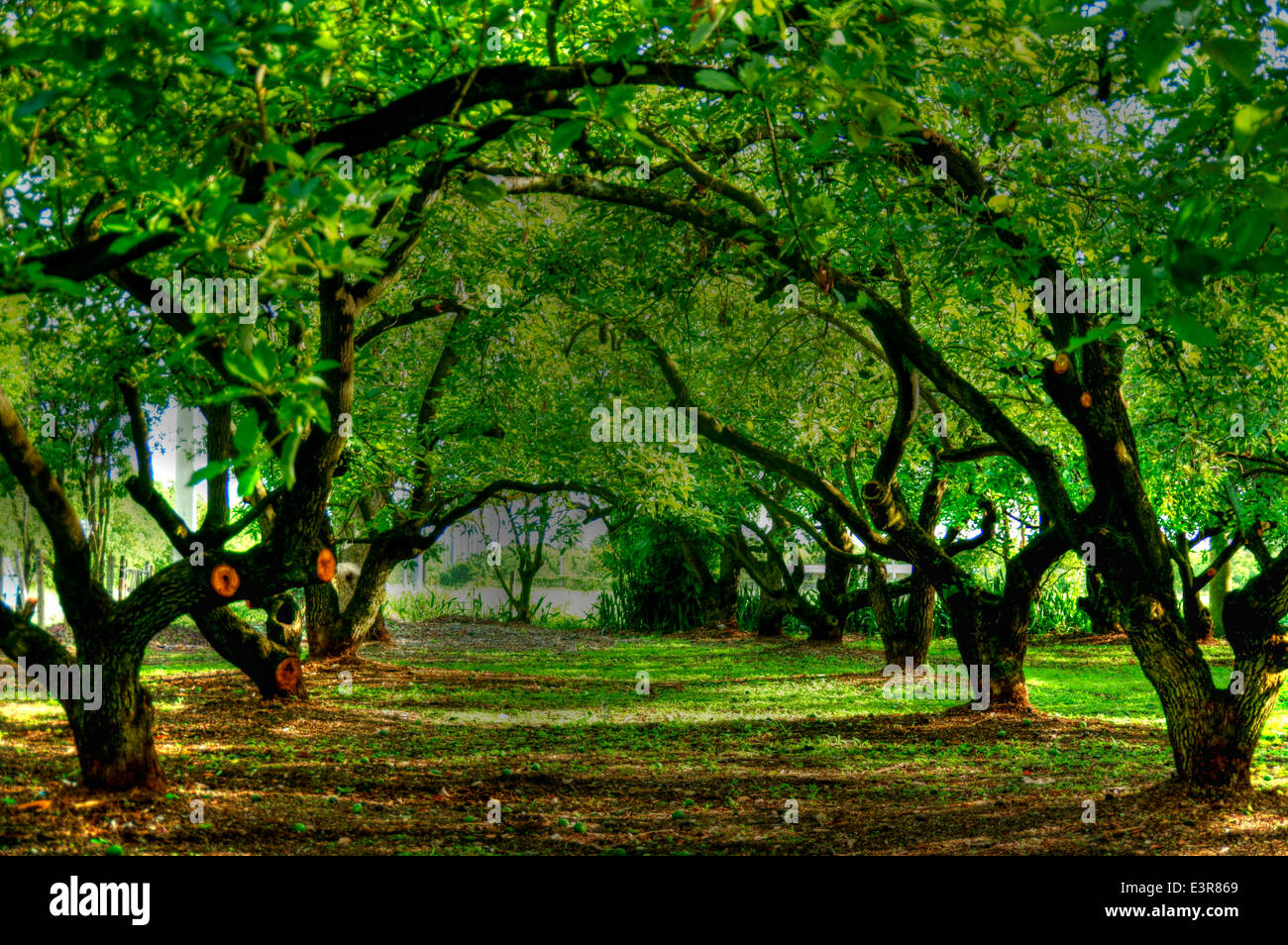 Avocado-Plantage Stockfoto