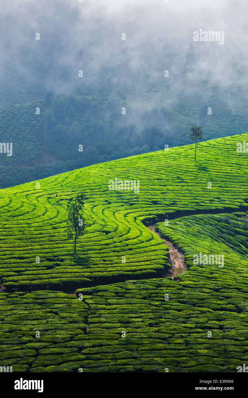 Kerala Indien Reisen Hintergrund - grüner Tee-Plantagen in Munnar, Kerala, Indien - Touristenattraktion Stockfoto