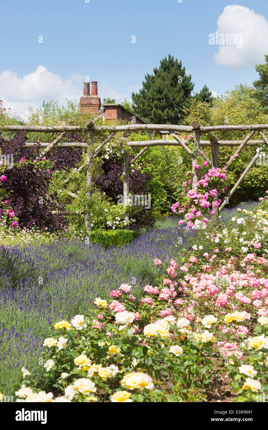 Ziemlich bunte rote und rosa Rosen und Lavendel in der rose Garten von Polesden Lacey, Surrey, UK im Sommer bei blauem Himmel Stockfoto