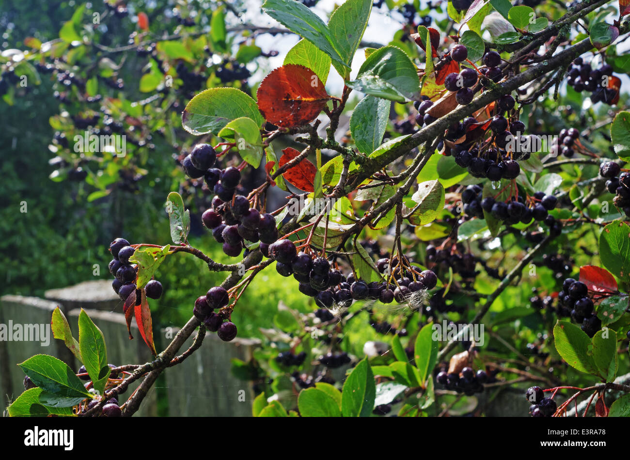 Beeren von einem schwarz-fruited Eberesche im Hof des ländlichen Hauses Stockfoto