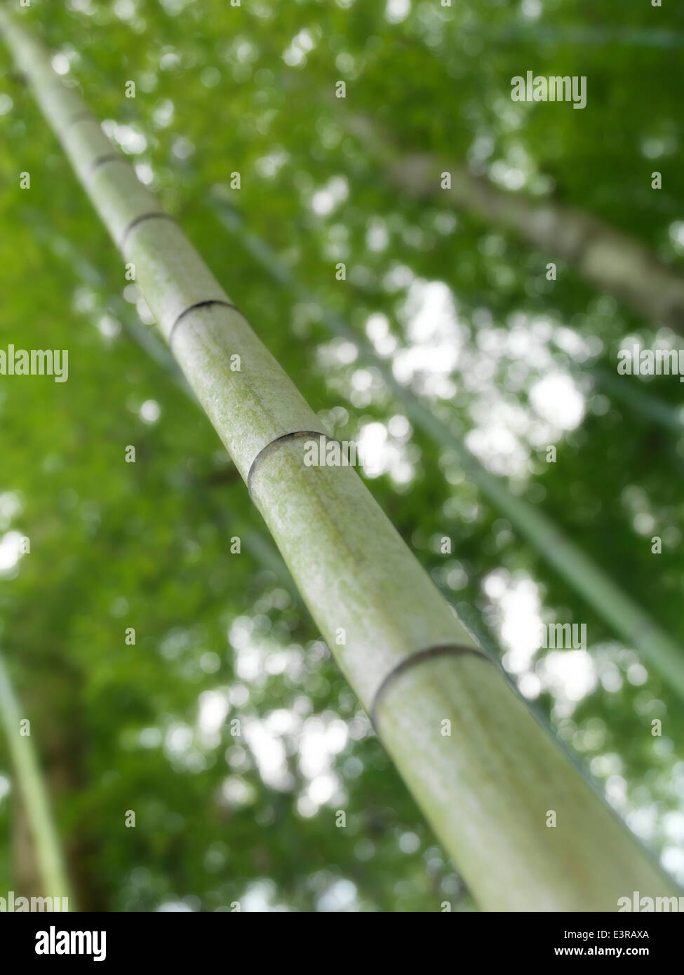 Nahaufnahme der grünen Bambus Wald Halme in Arashiyama, Kyoto, Japan. Stockfoto