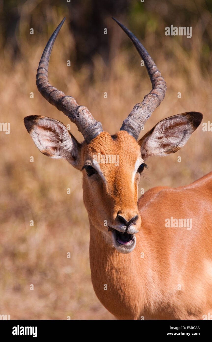 Impala (Aepyceros melampus), Krüger Nationalpark, Südafrika Stockfoto