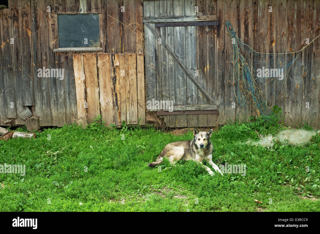 Hund auf dem Hof des ländlichen Hauses Stockfoto