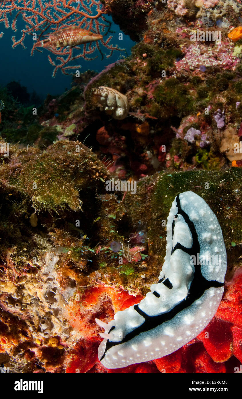 Eine Nacktschnecke, Phyllidiopsis Shireenae, Onemobaa Insel, Wakatobi Nationalpark, Indonesien Stockfoto