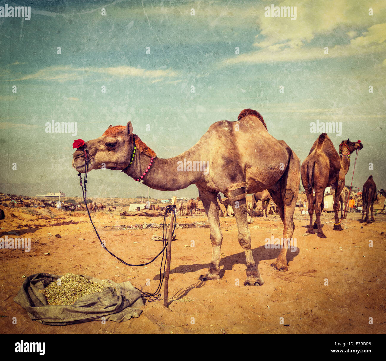 Vintage Retro-Hipster Stil reisen Bild der Kamele in Pushkar Mela (Pushkar Camel Fair) mit Grunge Texturen überlagert. Pushkar Stockfoto