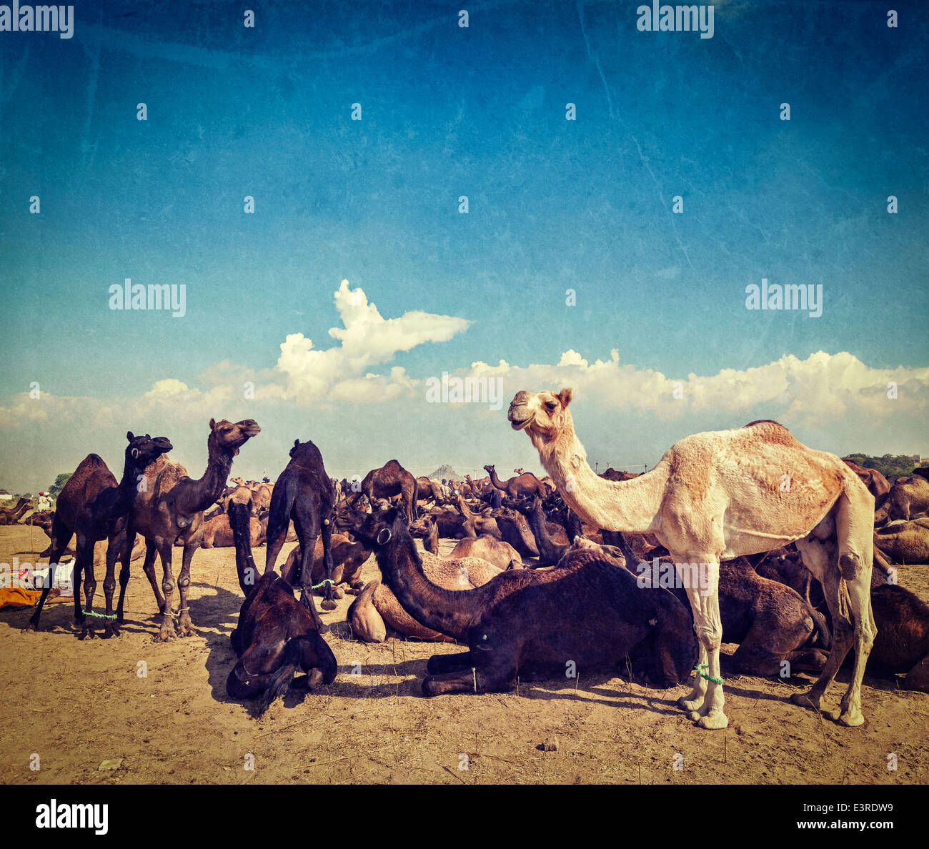 Vintage Retro-Hipster Stil reisen Bild der Kamele in Pushkar Mela (Pushkar Camel Fair) mit Grunge Texturen überlagert. Pushkar Stockfoto