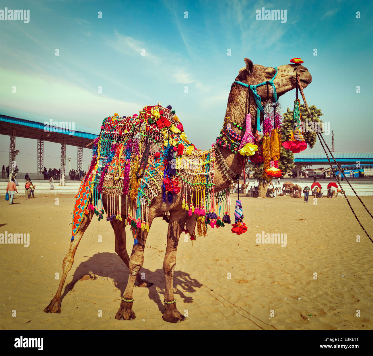 Vintage Retro-Hipster Stil reisen Bild geschmückten Kamel Pushkar Mela (Pushkar Camel Fair). Pushkar, Rajasthan, Indien Stockfoto