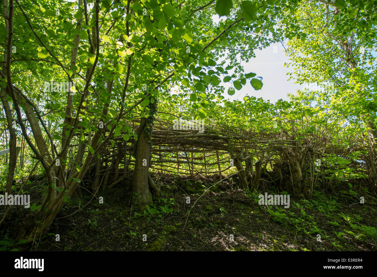 Wicker Hasel Zaun auf dem tiefen Link Trail mit gefleckten Sonnenlicht durch Bäume auf der Surrey Susex Grenzen, England Stockfoto