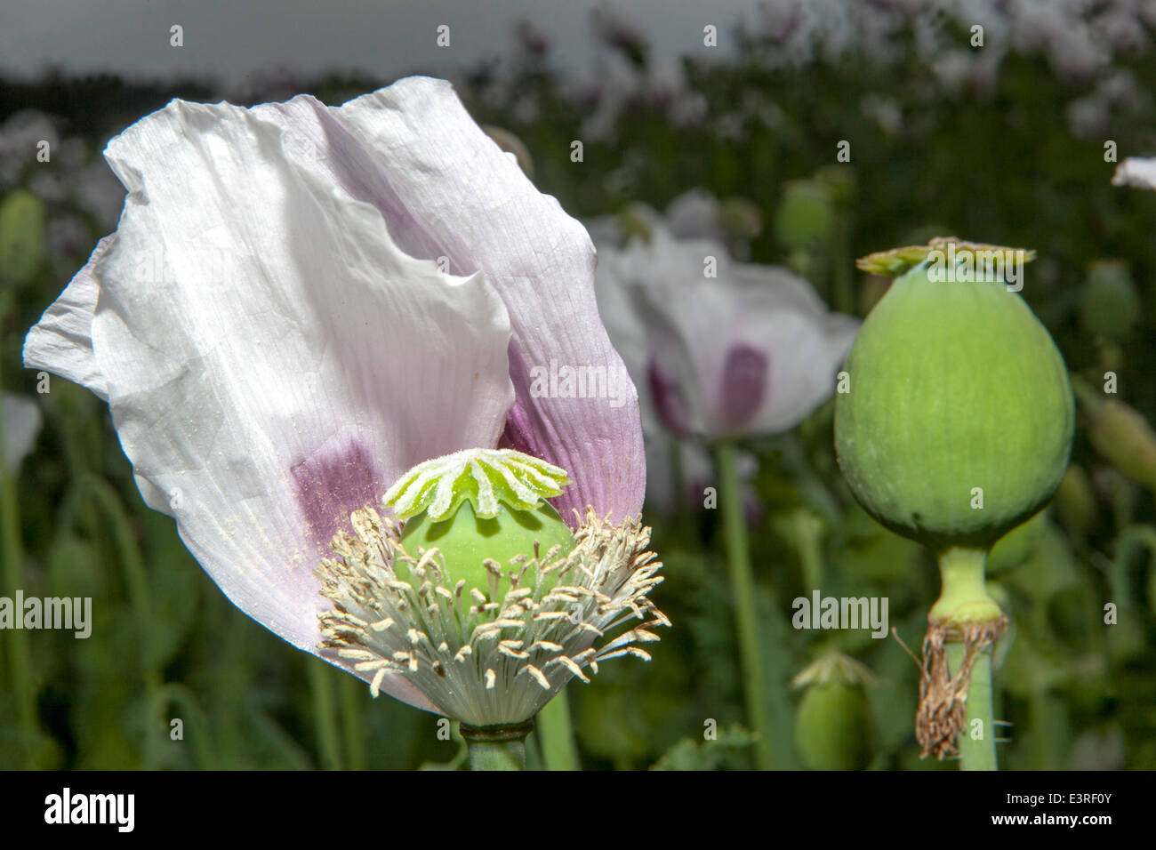 Papaver Somniferum, Schlafmohn Stockfoto