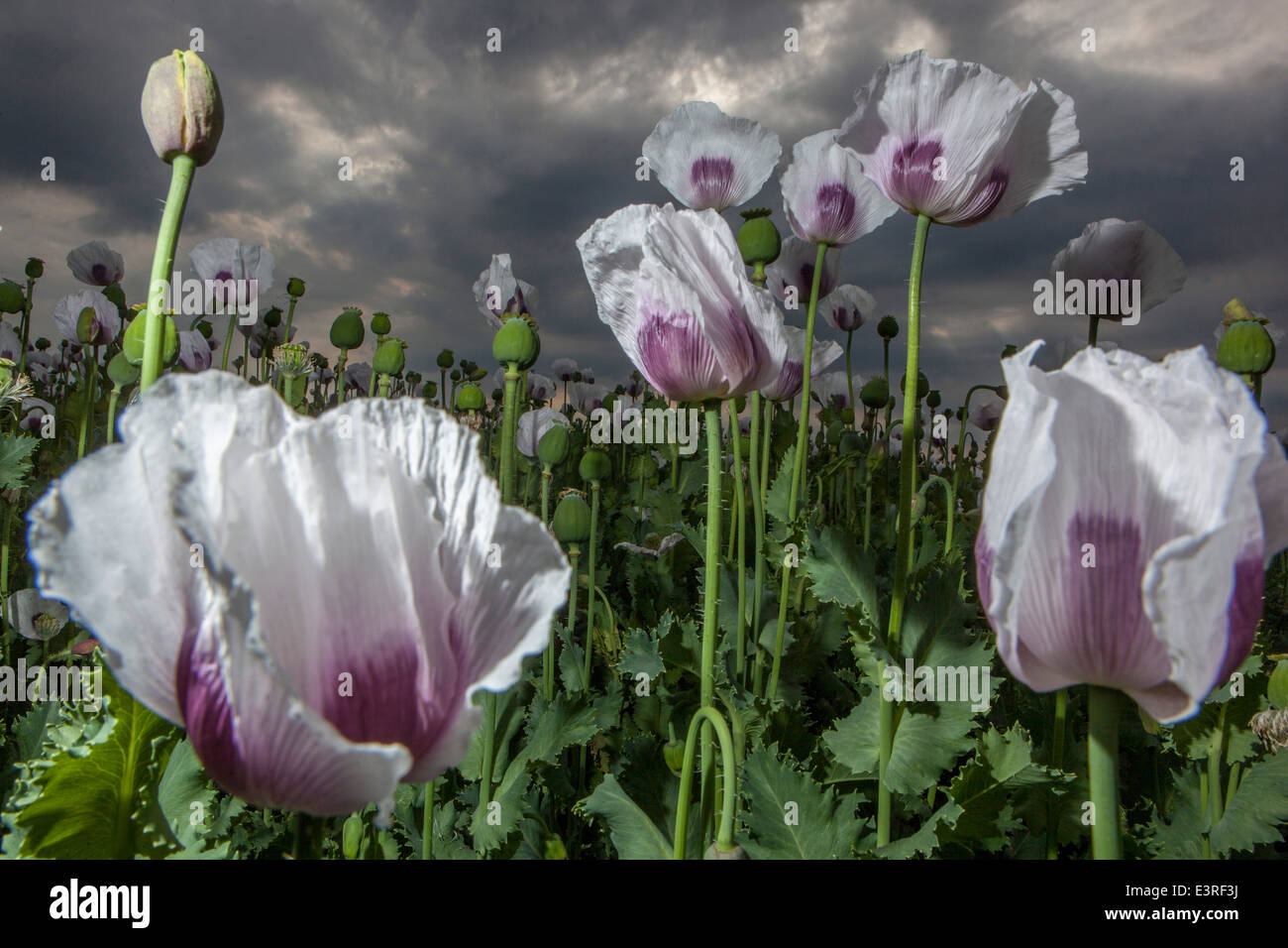 Papaver Mohn Feld, Blumen Stockfoto