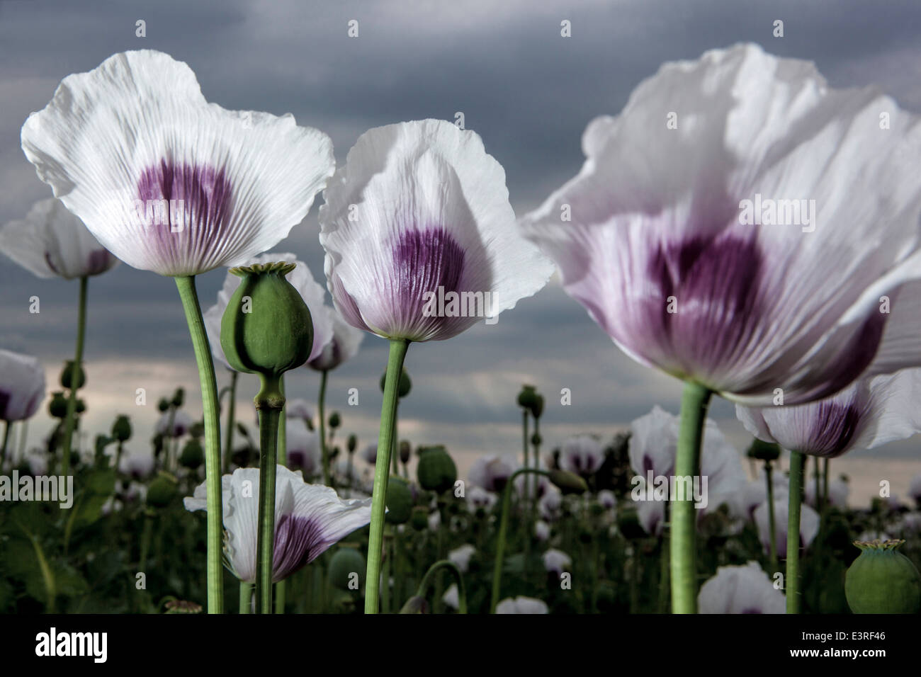 Papaver somniferum, der Opiummohn in Opiumfeld-Mohnblumen Stockfoto