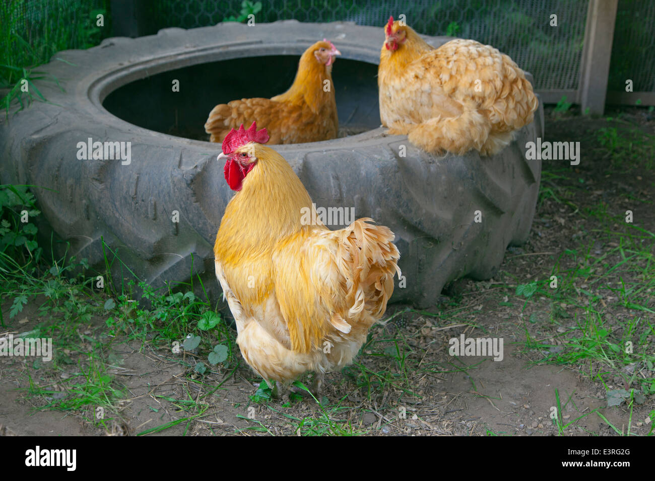 Buff Orpington Hühner auf Kleinbetrieb Stockfoto